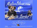 Malice Bleue - élevage de border terrier