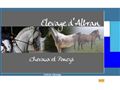 Albran, Elevage de poneys Connemara et photothèque professionnelle