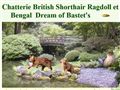 Elevage de  Chats de Dream of Bastet\\\'s. Races : Bengal, Ragdoll, Sacré de Birmanie, British Short