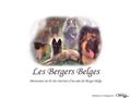 Le Berger Belge - Elevage de berger belge - Race berger belge