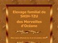 ELEVAGE FAMILIAL DE SHIH TZU DES MERVEILLES D'OCEANE