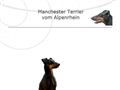 Rhiletta's Manchester Terrier