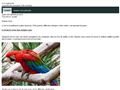 *** www.i-parrot.net *** perroquets et perruches